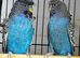 Pair of black face budgies