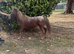 Star 10yrs old Appaloosa Shetland mare 30ins