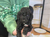 last puppy left best saved until last!! Reduced!! St Berdoodle x sproodle puppies (READY NOW)