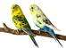 Aviary clearance