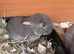 Stunning pure bred French lop babies