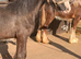 Black show cob