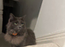 Beautiful cat