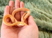 5 Month old Female Butter Stripe Corn Snake