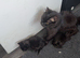 Cute little kittens