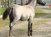 Stunning Section a Colt
