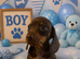 ** MINIATURE DACHSHUND PUPPIES PRA CLEAR **