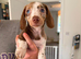 FULLY vaccinated Miniature dachshund puppies