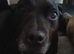 Staffie