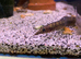Spiny Eel (Macrognathus pancalus)