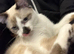 Cat for good home only