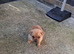 POM/PUG MALE PUPPY