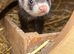 5 beautiful healthy ferret babies