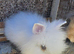 Lionhead baby rabbits looking for a Loving Home