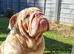 Lilac merle English bulldog for stud