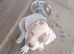 American bulldog