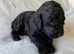 Miniature Labradoodle