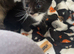 Male kitten ready to go