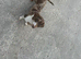 Dapple dachshund