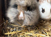 Beautiful mixed breed rabbits