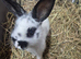 English spot rabbits for new home
