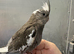 Hand reared baby cockatiel ready for its new home