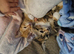 2 kittens seeking forever homes