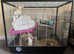 Two male rats and cage.
