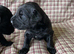 Russian Black Terrier Pups for Sale