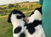 Springer spaniel puppies