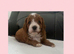 toy cavapoos!!!