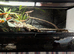 Red eyed croc skink with full enclosure.