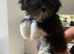 Adorable Lhasa Apso Boy puppies for sale