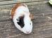 3 baby guinea pig girls ready now