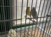Mixed Canaries For Sale all 2026