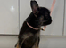 Gorgeous French Bulldog Female Pup