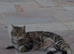 Tabby female for sale
