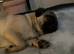Pug for sale
