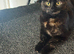 Lovely girl kittens