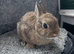 Netherland dwarf babies