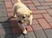 Golden retriever puppies kc registered