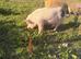 2 Juliana pigs for Rehoming.