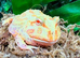 Lime White Horned Frog at Birmingham Reptiles