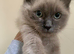 FEMALE RAGDOLL KITTEN