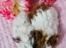 4 sows available