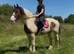 15.2H - 17 Yo - Skewbald - Cob - Mare - Pleasure Horse