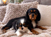Boy cavalier king Charlie’s