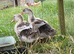 Silver Appleyard growers