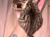 Kittes