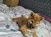 Exceptional puppis arę waiting for their news home
